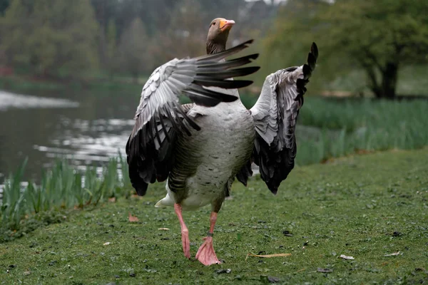 goose on the grass