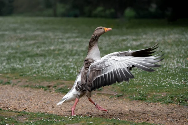 goose on the grass