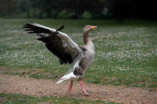 goose on the grass