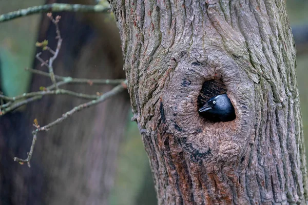 Baum Mit Einer Mulde Wald — Stockfoto