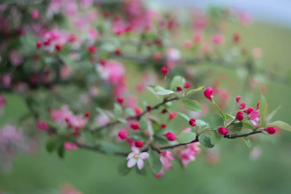 Branche Cerisier Avec Des Fleurs Roses — Photo