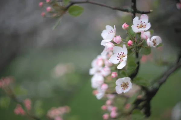 Ramo Ciliegio Con Fiori Rosa — Foto Stock