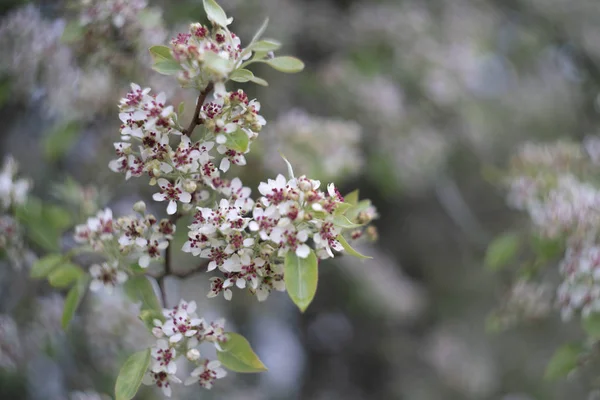 Ramo Melo Con Fiori Bianchi — Foto Stock