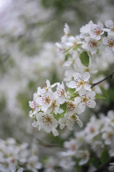 Ramo Melo Con Fiori Bianchi — Foto Stock