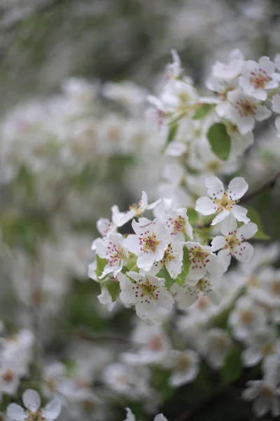 Ramo Melo Con Fiori Bianchi — Foto Stock