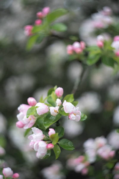 Ramo Ciliegio Con Fiori Rosa — Foto Stock