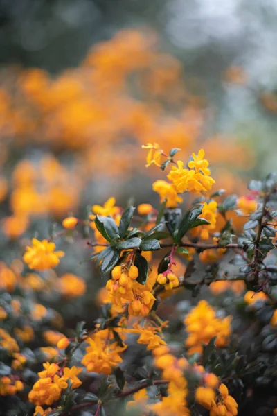 Bir Çalı Üzerinde Turuncu Çiçekler — Stok fotoğraf