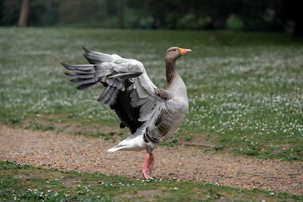 Gans Auf Dem Gras lizenzfreie Stockbilder