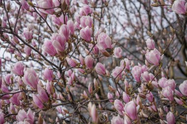 parkta çiçek manolya ağacı