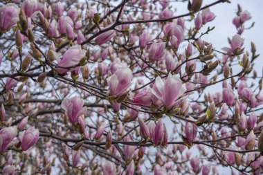 parkta çiçek manolya ağacı