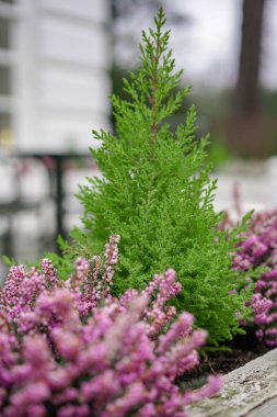 kozalaklı ve bahçede çiçekler