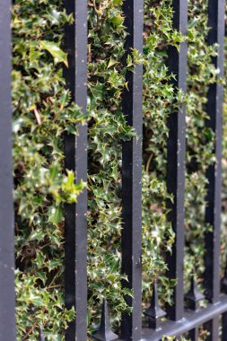 demir çit çalılar