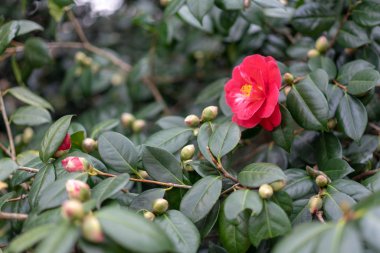 bahçede kamelya kırmızı çiçekler