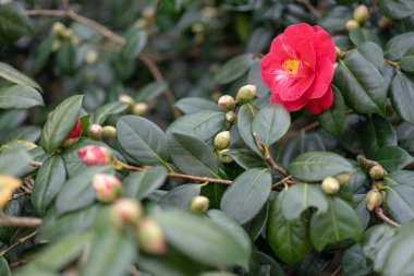 bahçede kamelya kırmızı çiçekler