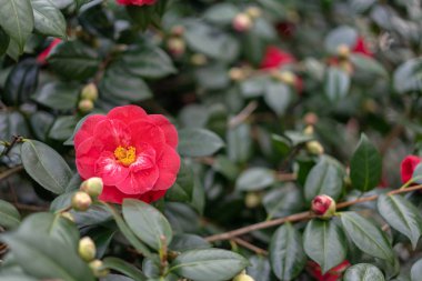 bahçede kamelya kırmızı çiçekler