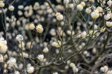 tropikal bahçe çiçekleri