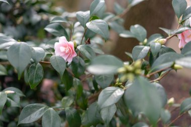 bahçede kamelya kırmızı çiçekler