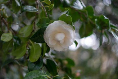 Bahçedeki beyaz kamelya çiçekleri