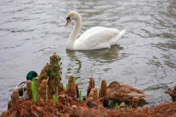 Cisne Junto Lago — Foto de Stock