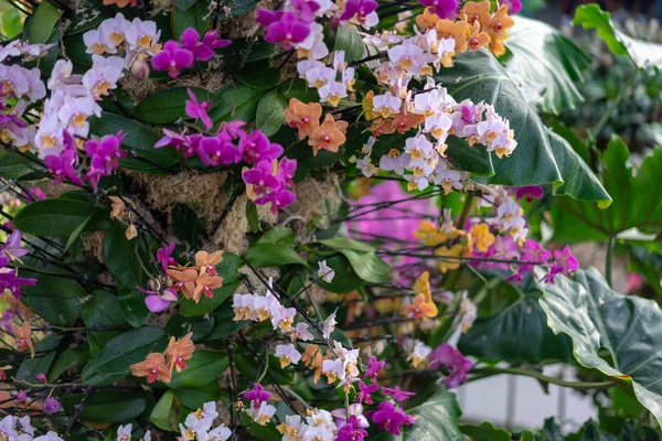 Orchidee Garten — Stockfoto