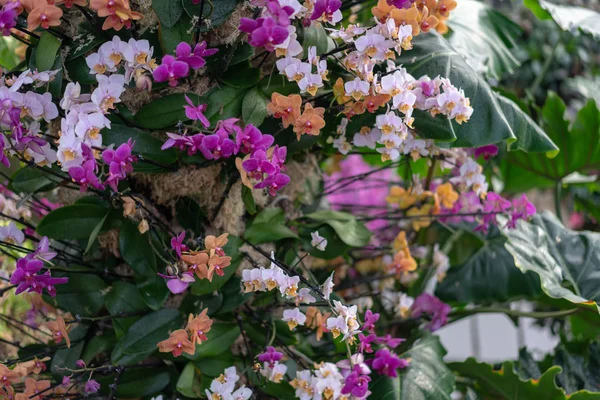 Орхидея Саду — стоковое фото