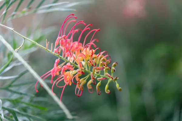 Flores Jardim Tropical — Fotografia de Stock