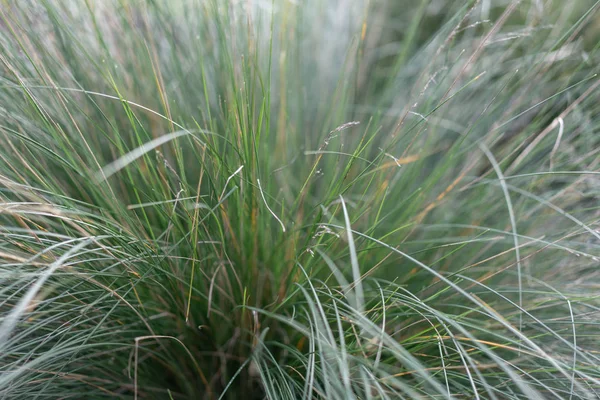 Gras Nach Dem Regen Morgen — Stockfoto