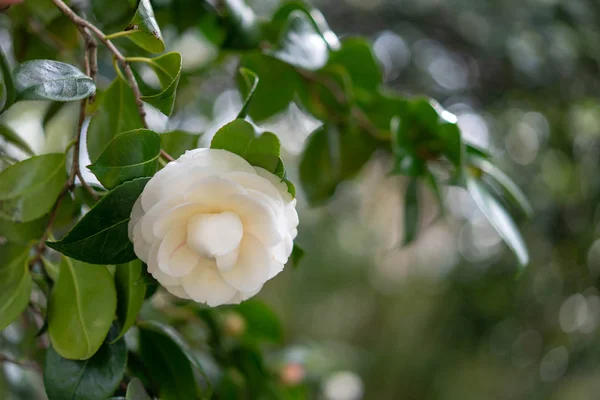 Weiße Kamelienblüten Garten — Stockfoto