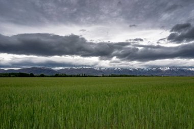 yağmur ve dramatik gökyüzü sonra yeşil alan