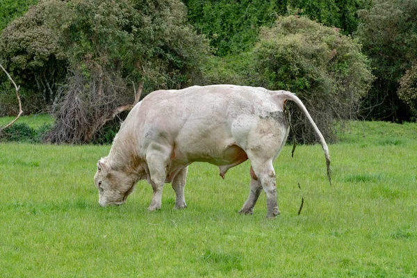 绿地上的大白公牛 — 图库照片