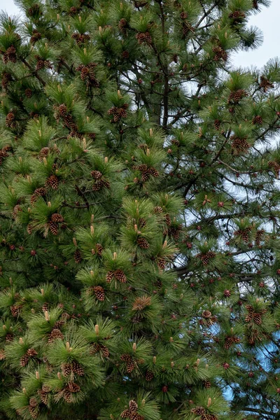 Cones Pinheiro Árvore — Fotografia de Stock