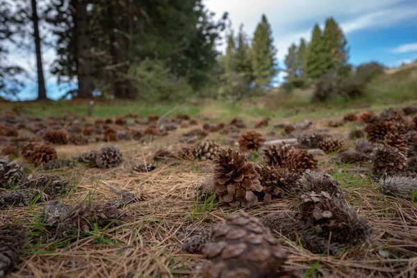 çim üzerinde düşmüş çam kozalağı