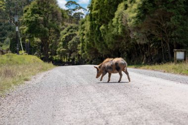 Domuz yoldan geçiyor.