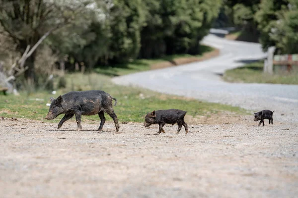 Porc Avec Porcelet Dans Une Ferme — Photo