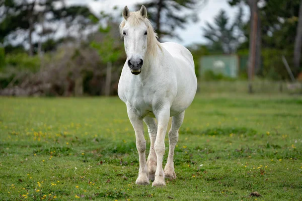 White Horse Green Field — Stock Photo, Image