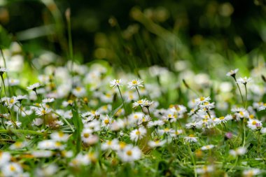 ormanda papatyaalanı