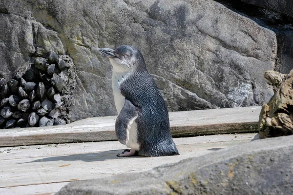 Pingüino Las Rocas — Foto de Stock