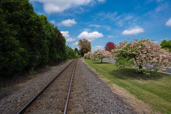 Kirschblüten Bei Der Bahn — Stockfoto