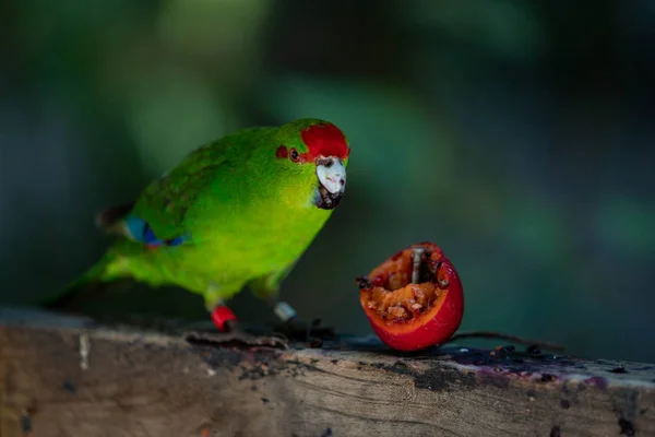 Papagaio Comendo Tomate Ramo — Fotografia de Stock