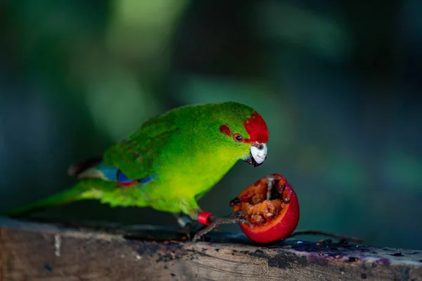 Papagaio Comendo Tomate Ramo — Fotografia de Stock