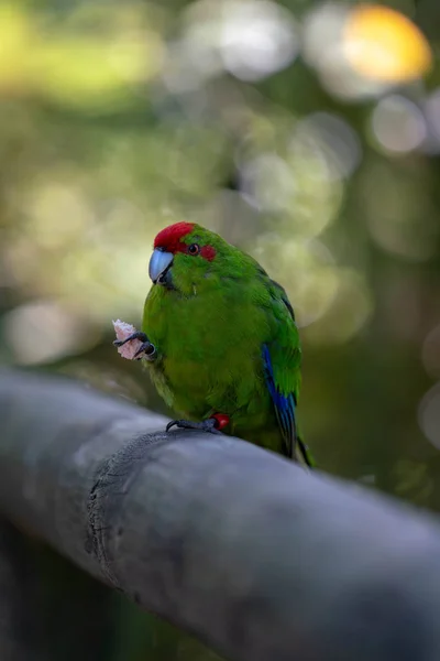 Loro Comiendo Tomate Una Rama — Foto de Stock