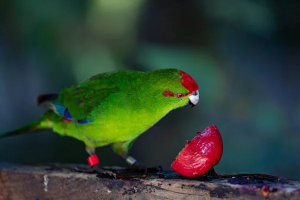 Papagaio Comendo Tomate Ramo — Fotografia de Stock