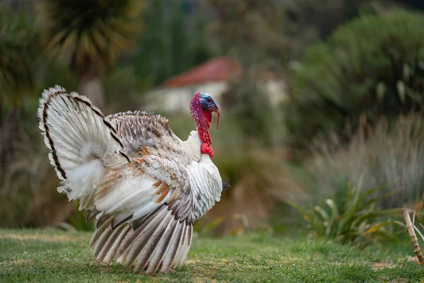 Pavo Durante Apareamiento Bosque — Foto de Stock