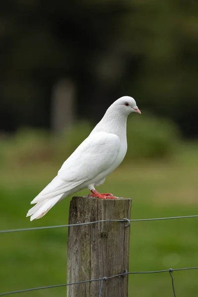 Ağaçtaki beyaz güvercin