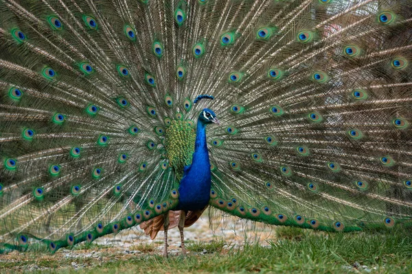 Paon Avec Des Plumes Dans Parc — Photo