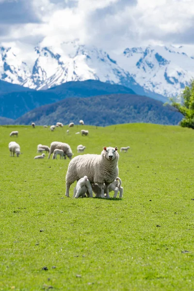 koyun bir dağ arka plan üzerinde yeşil çim üzerinde otlatmak