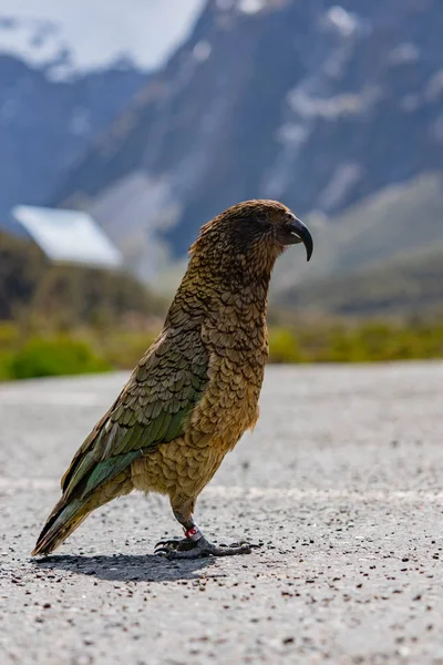 Kea Papagei Unterwegs — Stockfoto