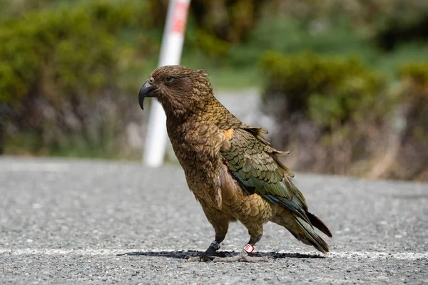 Loro Kea Camino — Foto de Stock