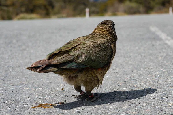 Kea Papagei Unterwegs — Stockfoto