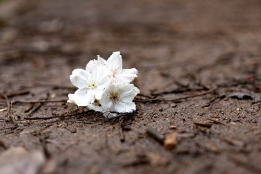 yerde elma çiçekleri